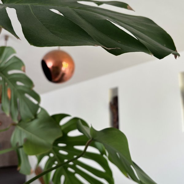 monstera.jpg